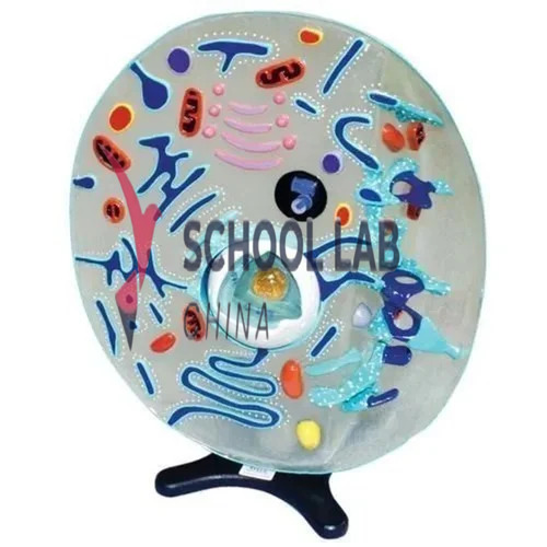 Animal Cell Model